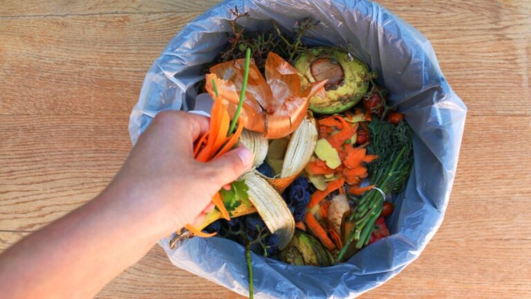 alimentos