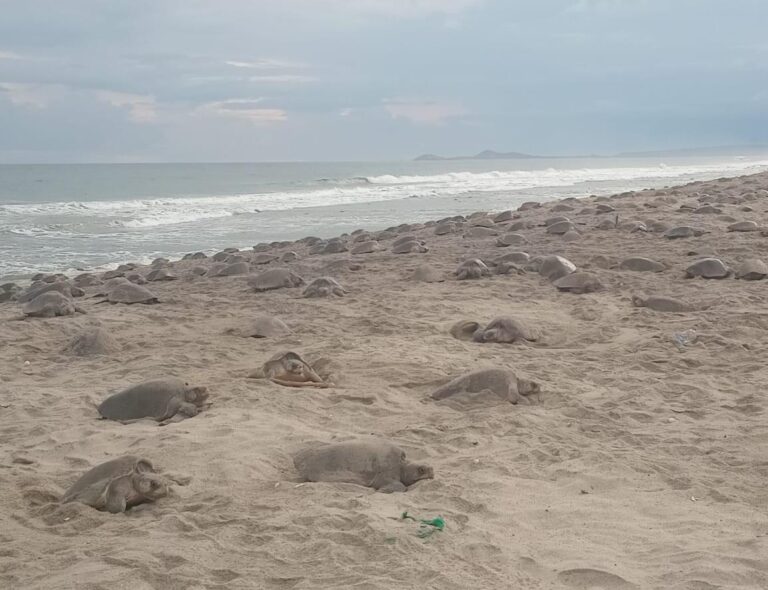 tortugas