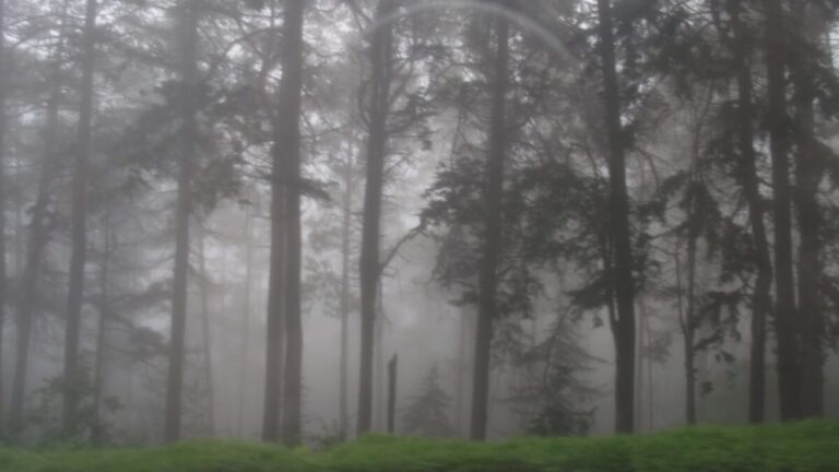 bosque