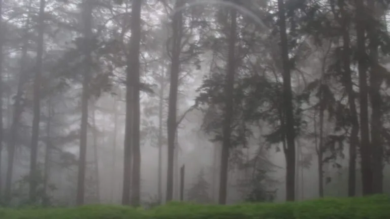 bosque