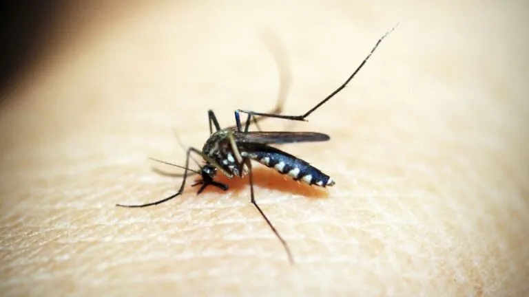 dengue