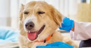 Estudian Protecto Max como repelente de larvas.