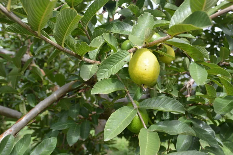 Guayaba_de_Calvillo03