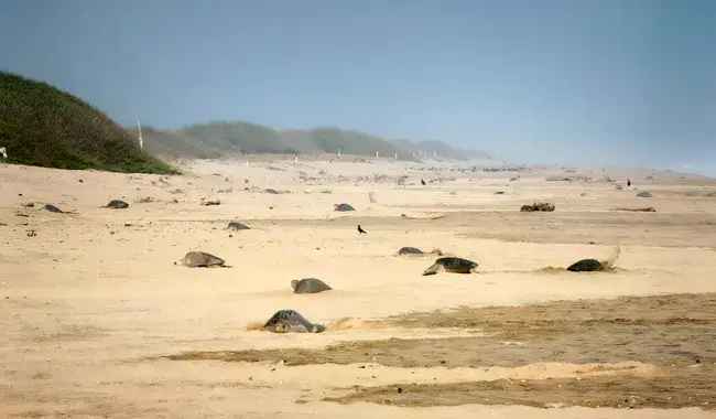 tortugas