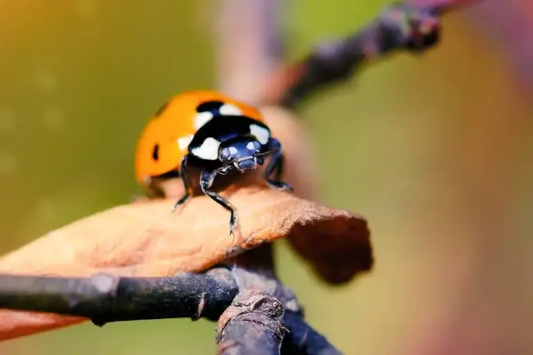 Insectos-de-la-Selva