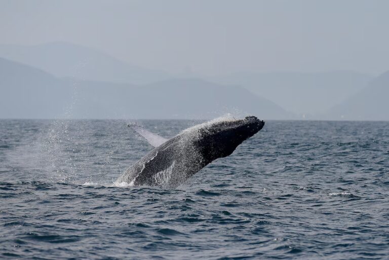 ballenas
