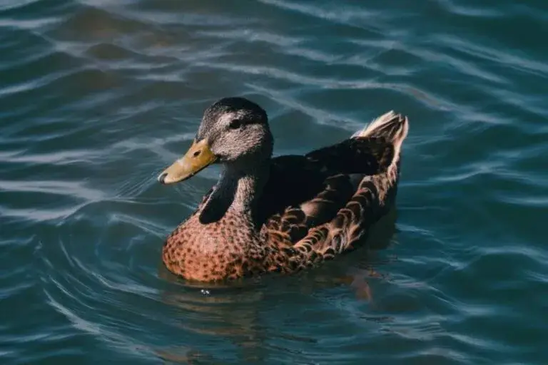 aves