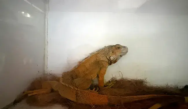 vida silvestre