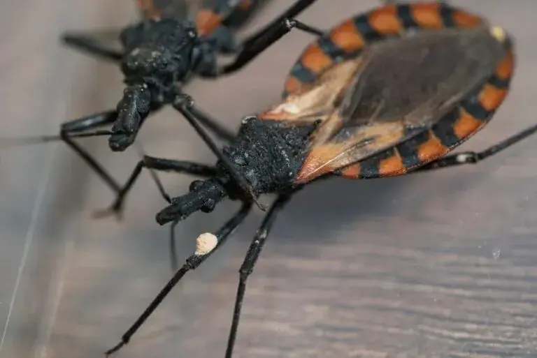 Chagas