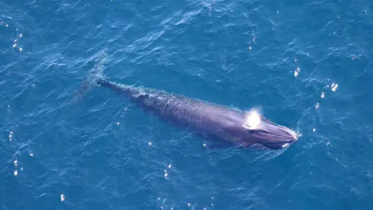 ballenas