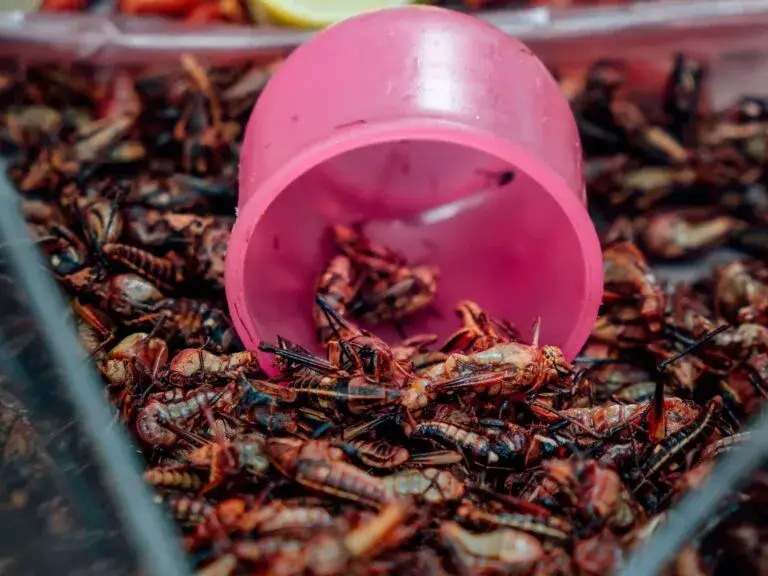 insectos