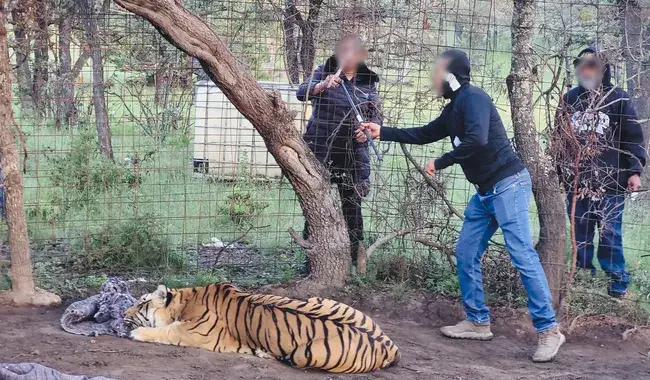 tigre