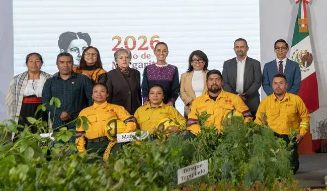 reforesta
