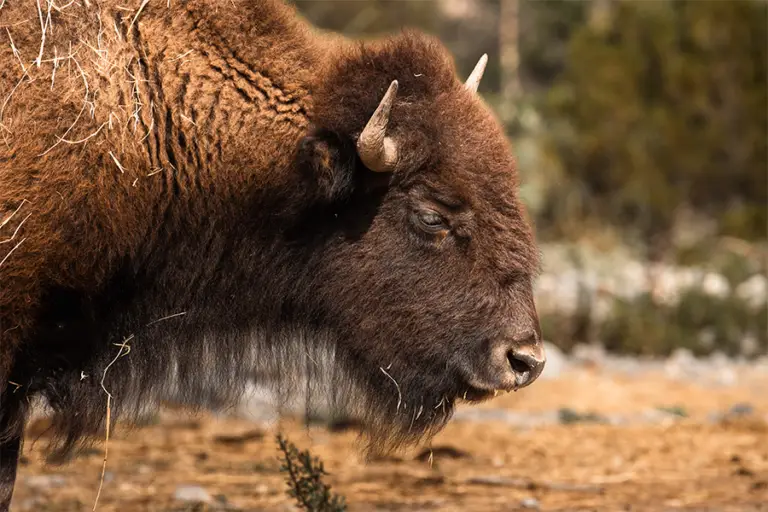 bisonte