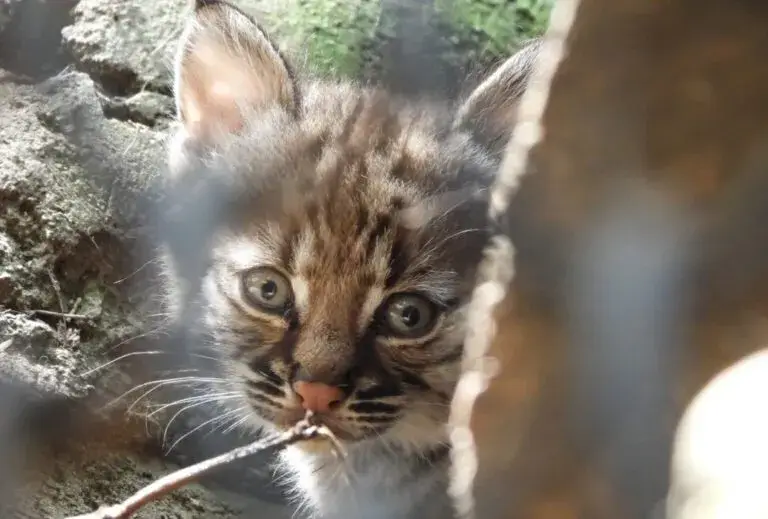 lince