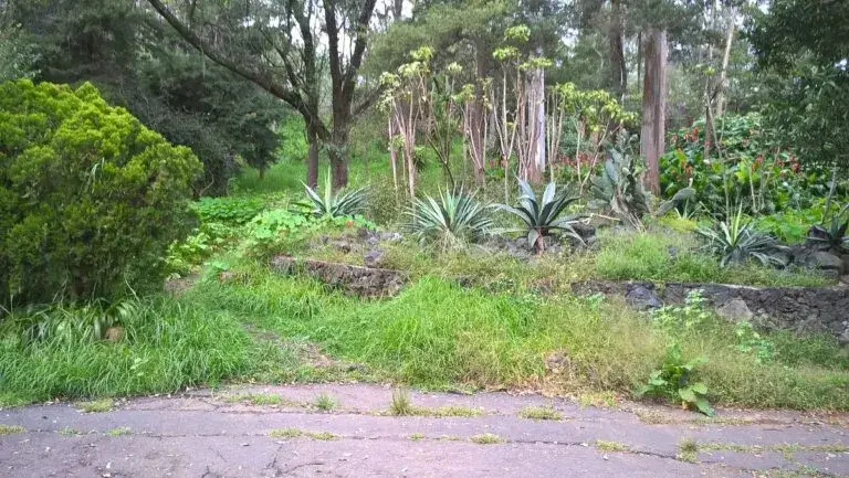 tlalpan
