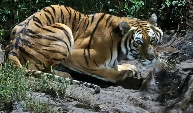 fauna
