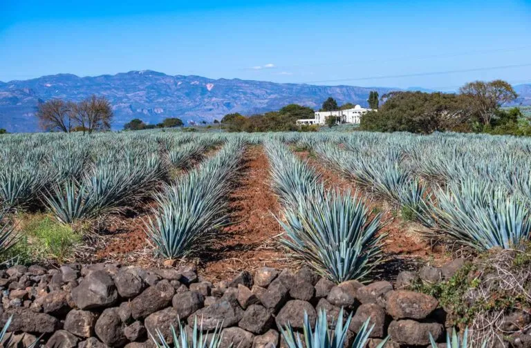 agave