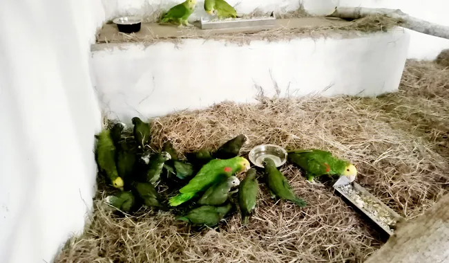 loros