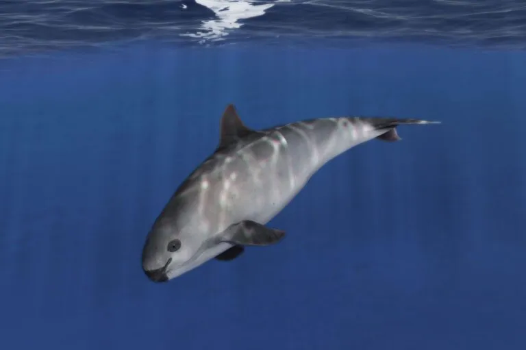 vaquita